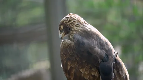 Large eagle, revealing rich brown plumage and fierce predatory presence in 库存影片 341476693