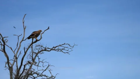 Large Eagle Watching the Surroundings From a High Branch Stock Footage 345836554