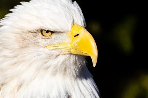 A large eagle with a yellow beak and yellow eyes stares at the camera Stock Photos