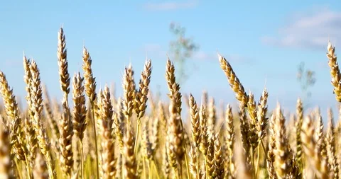 Large ears of wheat on a summer meadow. Stock Footage 113404225
