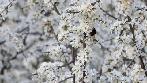 Large earth bumblebee Bombus terrestris feeding on blooming flower.  Stock Footage 288243115