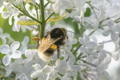 A large earth bumblebee foraging on a white flowering lilac in the garden Stock Photos
