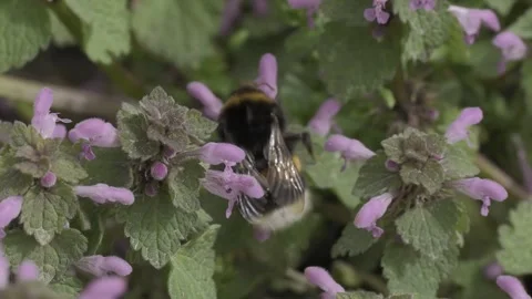 Large earth bumblebee gathering nectar from purple dead-nettle flowers in the Stock Footage 276760386
