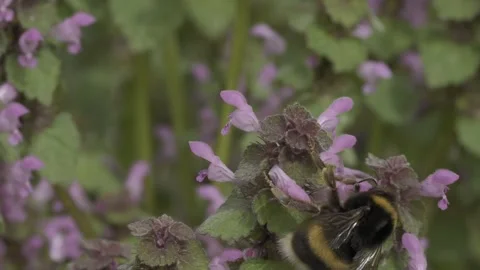 Large earth bumblebee gathering nectar from purple archangel flowers in the Stock Footage 276760406