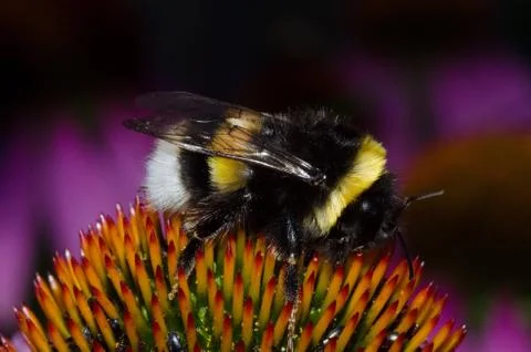 Large earth bumblebee Foto stock