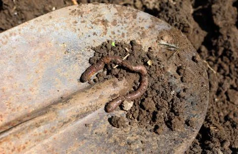 A large earthen earthworm on a spade Stock Photos