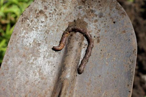 A large earthen earthworm on a spade Stock Photos