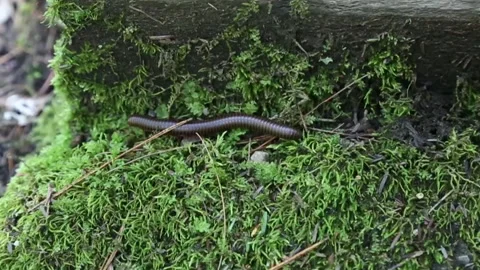 Large earthworm centipede in forest Stock Footage 141776552