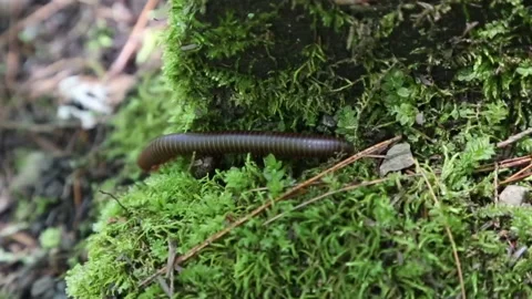 Large earthworm centipede in forest longer clip Stock Footage 141767240