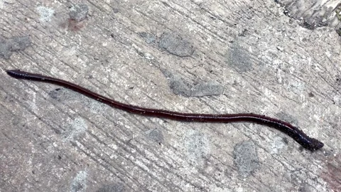 Large earthworm crawling on a rough concrete surface Stock Footage 327231675