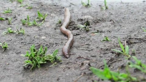 A large earthworm crawls after the rain Lumbricus terrestris Stock-Footage 334845208