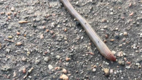 A large earthworm crawls along an asphalt road Stock Footage 131930786