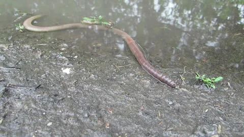 A large earthworm crawls out of a puddle Lumbricus terrestris Stock Footage 334845168