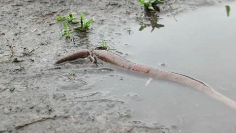 A large earthworm crawls out of the water after the rain Lumbricus terrestri Stock Footage 334845250