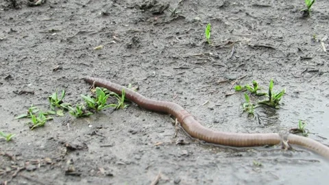 A large earthworm crawls on wet ground after rain Lumbricus terrestris Stock Footage 334845319