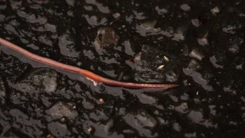 A large earthworm crawls on the wet pavement Vídeo Stock 132863398