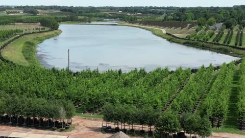 Large East Texas Tree Farm 스톡 동영상 243096136