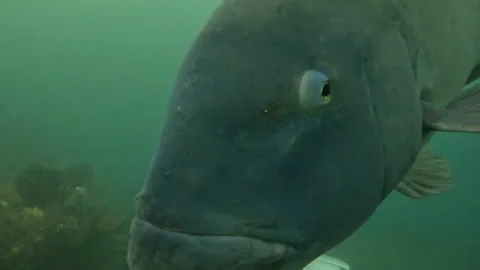 A large Eastern Blue Groper playfully swims near some divers in Sydney, Stock Footage 219817624