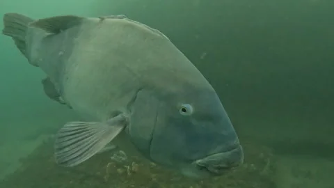 A large Eastern Blue Groper swims in for a close up near Sydney, Australia Stock Footage 219816242
