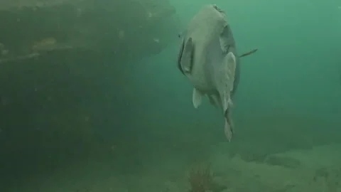 A large Eastern Blue Groper swims close to the camera underwater in Stock Footage 219817835