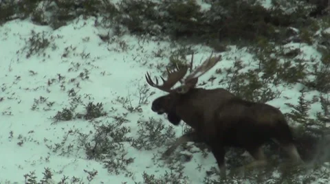 Large Eastern Moose running in snow Stock Footage