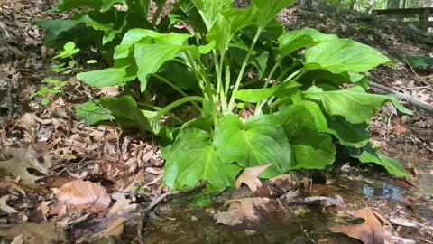 Large Eastern Skunk Cabbage soaking up the sun and nearby stream Stock Footage 239491783