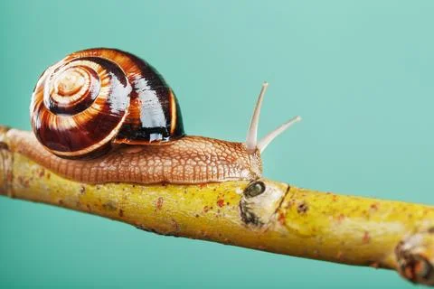 A large edible grape snail crawls along a tree branch on a green background. Stock Photos
