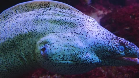 A Large eel is relaxing  Stock Footage 245046897