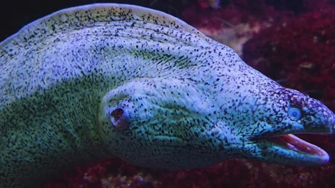  A Large eel resting  Stock Footage 245033818