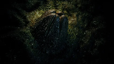 Large Egg Of Strange Creature Stock Footage 119574840
