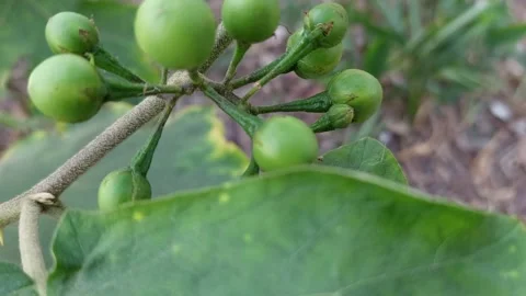 Large eggplant, dark green Stock Footage 261503195