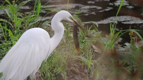 Large egret eating a fish. Video stock 200110091