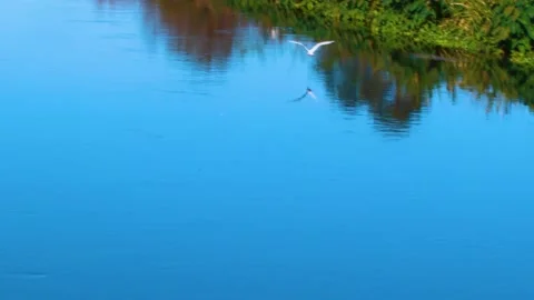 Large Egret flying across the river Stock Footage 143603894