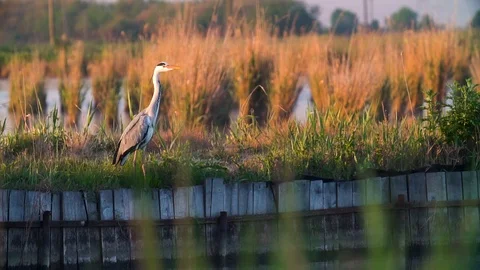 Large egret on the hunt Vídeos de archivo 91368219