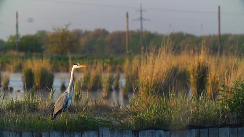 Large egret on the hunt Stock Footage 91964866