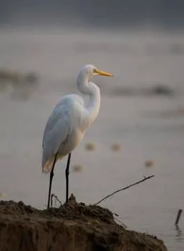 Large Egret Stock Photos