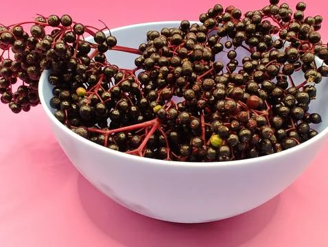 Large elderberries Stock Photos