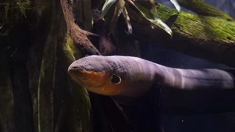 Large electric eel going to surface of water Stock Footage 111698869