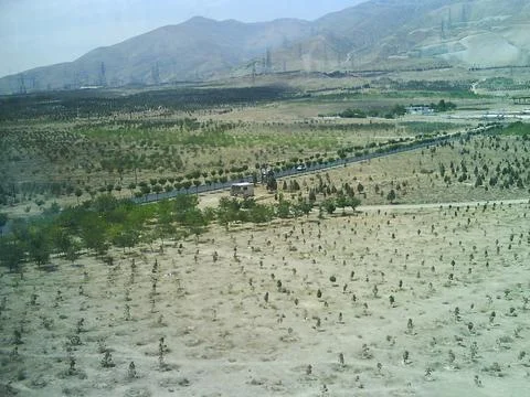 Large Electricity Pylons on Foothill Path with Newly Planted Trees Stock Photos
