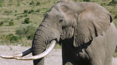 Large elephant bull Stock Footage 24728534