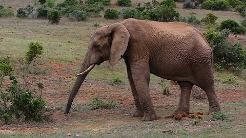 Large elephant bull walks toward pile of dung and smells it. Addo Elephant Stock Footage 112635959