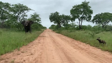 Large elephant charges pack of Wild Dogs on dirt road in African rain Stock Footage 148304155