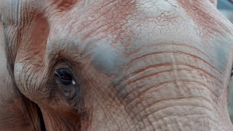 Large elephant closeup Video stock 255087789