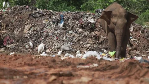 Large elephant eats trash in a garbage dump with white birds around Vidéo 143657012