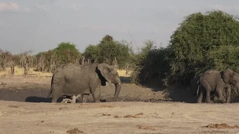 Large elephant exits last, closing the line — Savuti Stock Footage 319412318