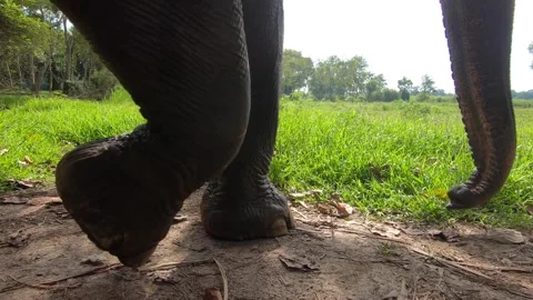 Large Elephant Feet Walking By Stock Footage 290955187
