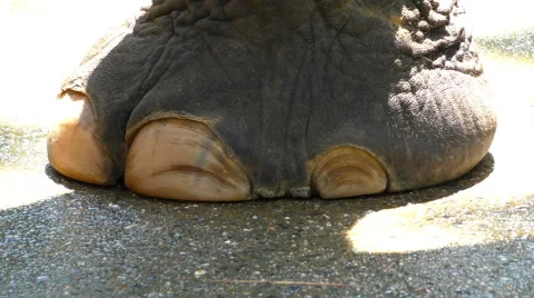 Large elephant foot Stock Footage 68666543