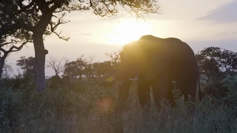 Large elephant grazing with sunset in background 스톡 동영상 119237101