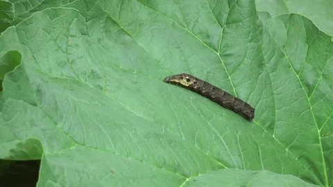 Large elephant hawk moth caterpillar 4 Video stock 78709310