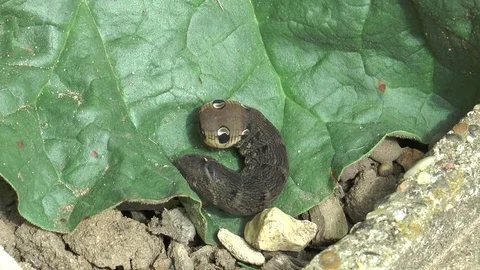 Large elephant hawk moth caterpillar 5 Video stock 78709436